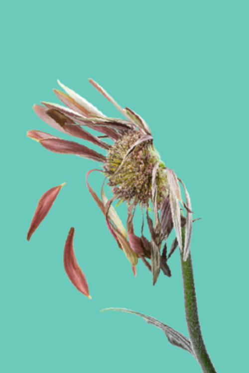 Wilted flower with brown, dried petals falling off against a solid turquoise background.