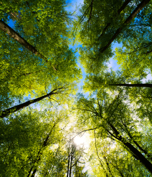 Looking up through tall trees with fresh green spring foliage and sunlight streaming through the canopy
