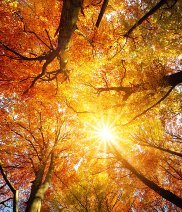Looking up through a forest canopy with vibrant autumn leaves glowing in the sunlight