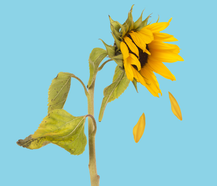 Business Confidence Monitor