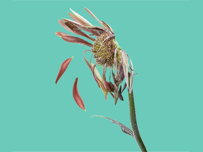 Wilted flower with brown, dried petals falling off against a solid turquoise background.