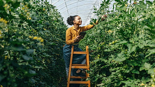 woman fruit vegetable tomato picker ladder greenhouse food system sustainability ICAEW