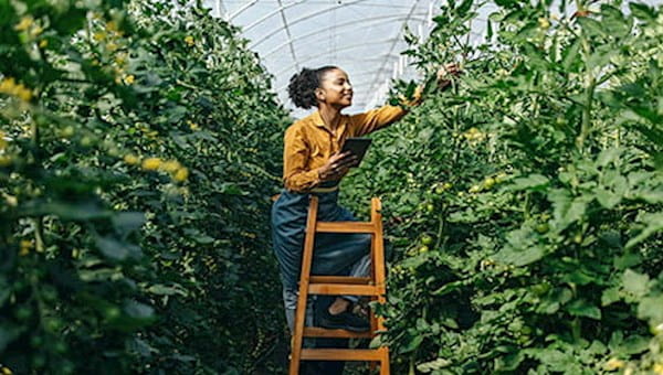 woman fruit vegetable tomato picker ladder greenhouse food system sustainability ICAEW