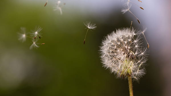 dandelion flying away breeze wind ICAEW sustainability accounting