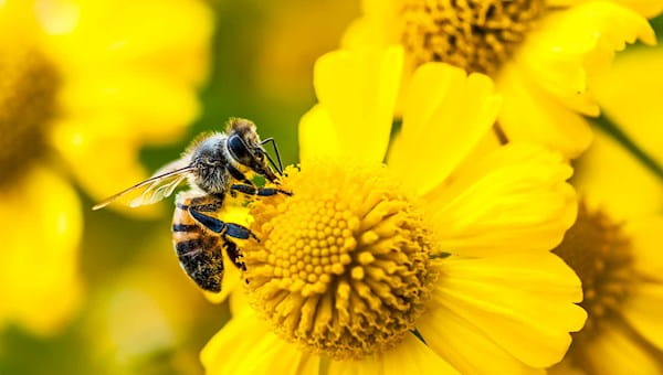 bumble bee honey nectar yellow flower daisy pollen sustainability