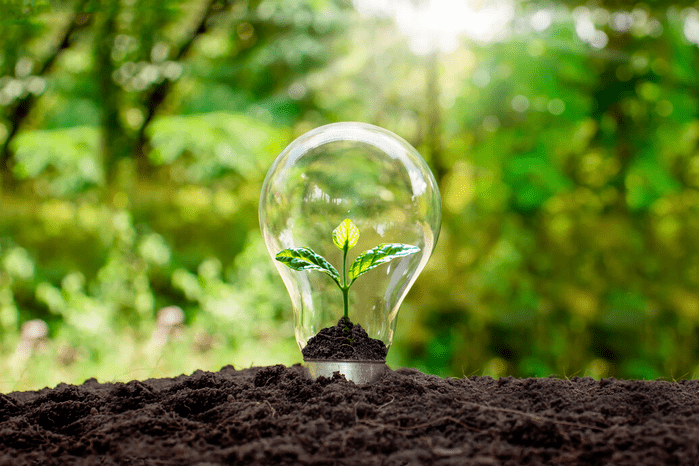Plant in lightbulb with a green forest in the background