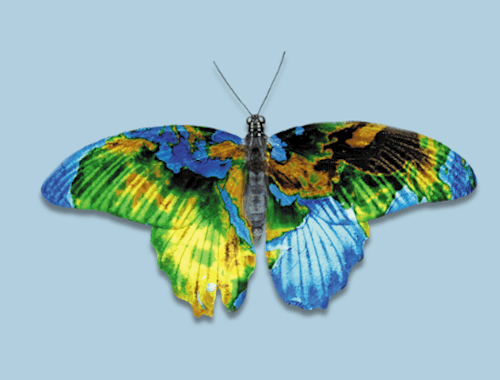 A butterfly with the pattern on its wings resembling the world.
