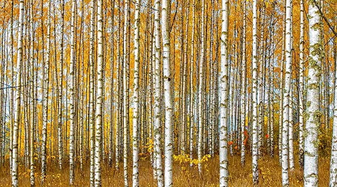 Tall slim silver birch trees with orange-yellow leaves, growing up in parallel.