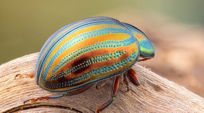 A striped rosemary beetle