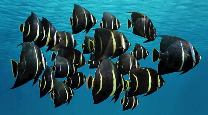 A shoal of French angelfish fish: black with vertical yellow stripes.