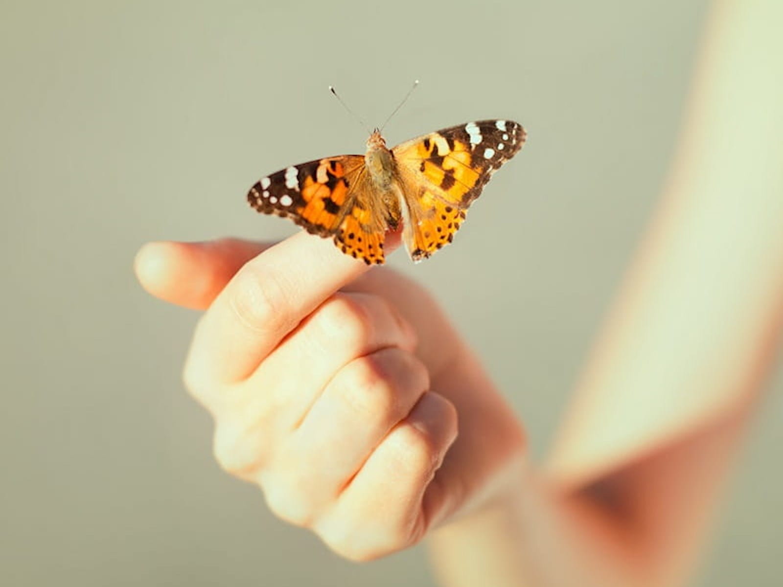 Butterfly resting on a hand